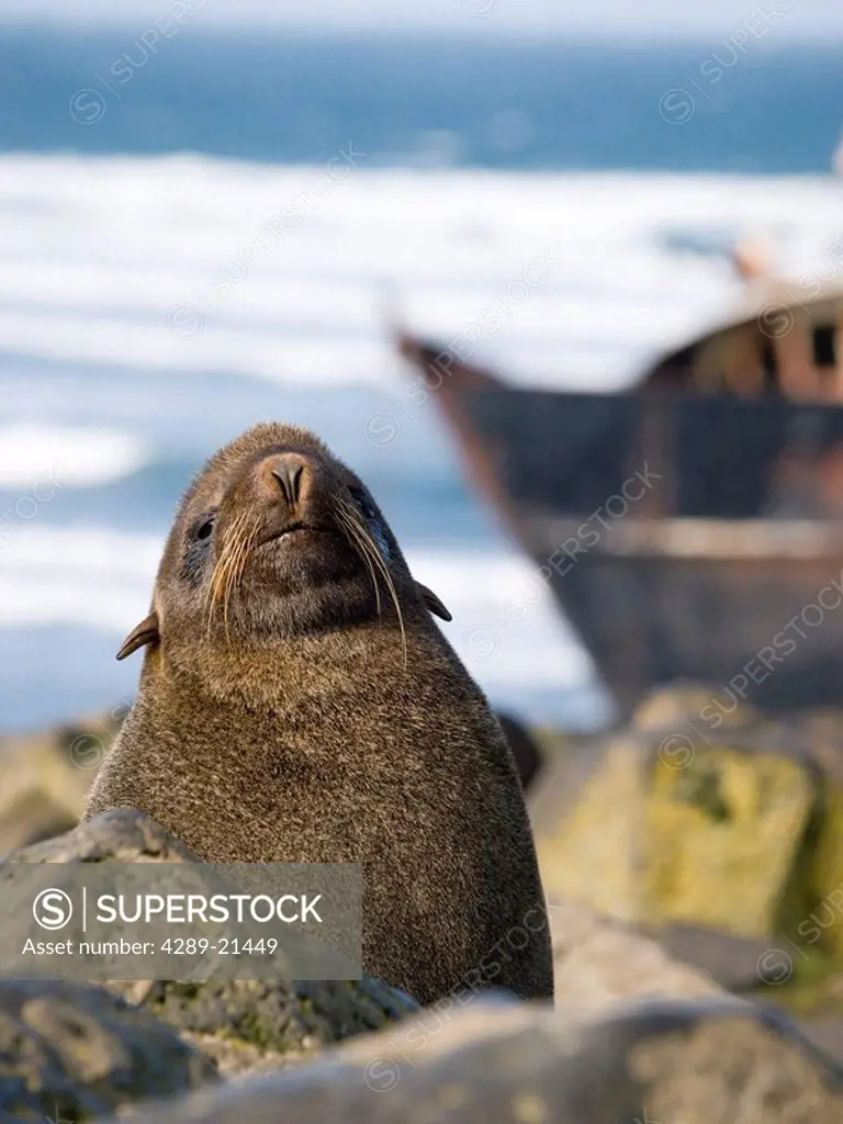 Portrait of a Northern Fur Seal juvenile male with shipwreck of fishing boat in background, St. Paul Island, Southwest Alaska, Summer