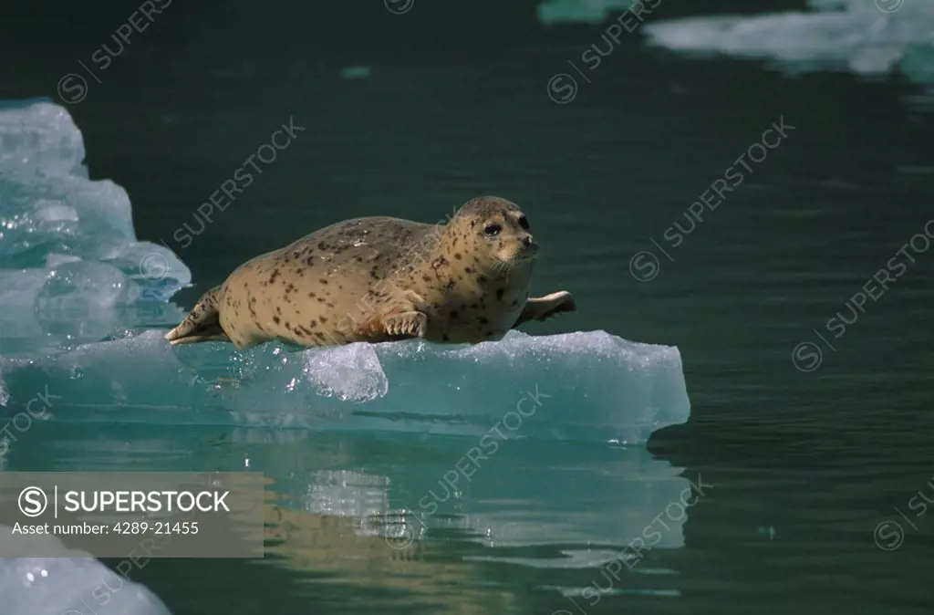 Harbor Seal on Iceberg Tracy Arm Southeast Alaska /nFords Terror Wilderness