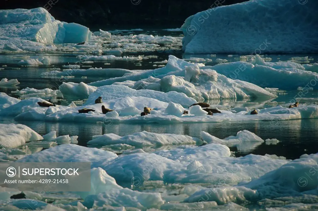 Harbor Seals on ice floe Tracy Arm Fords_Terror Wilderness Area Southeast Alaska Summer