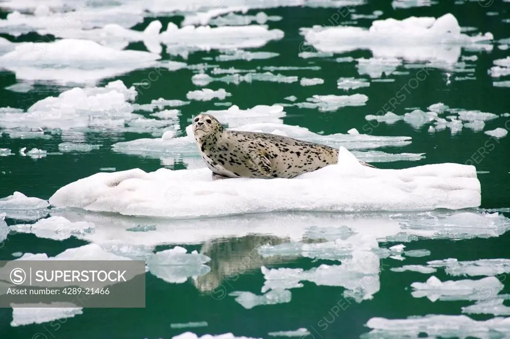 Harbor seal on ice floe in Tracy Arm Tracy Arm_Fords Terror Wilderness Tongass National Forest near Juneau Alaska Southeast summer