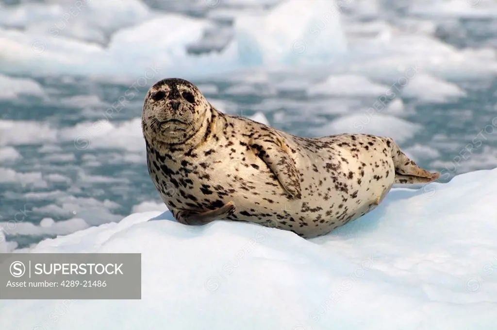 Harbor Seal hauled out on an ice floe at Meares Glacier in Prince William Sound, Southcentral Alaska, Summer