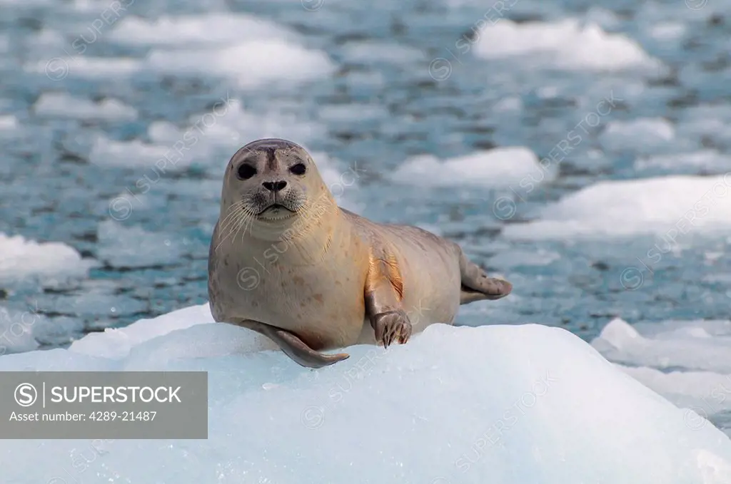 Harbor Seal hauled out on an ice floe at Meares Glacier in Prince William Sound, Southcentral Alaska, Summer