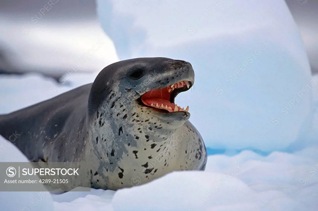 Closeup of Leopard Seal on ice floe Antarctica Summer