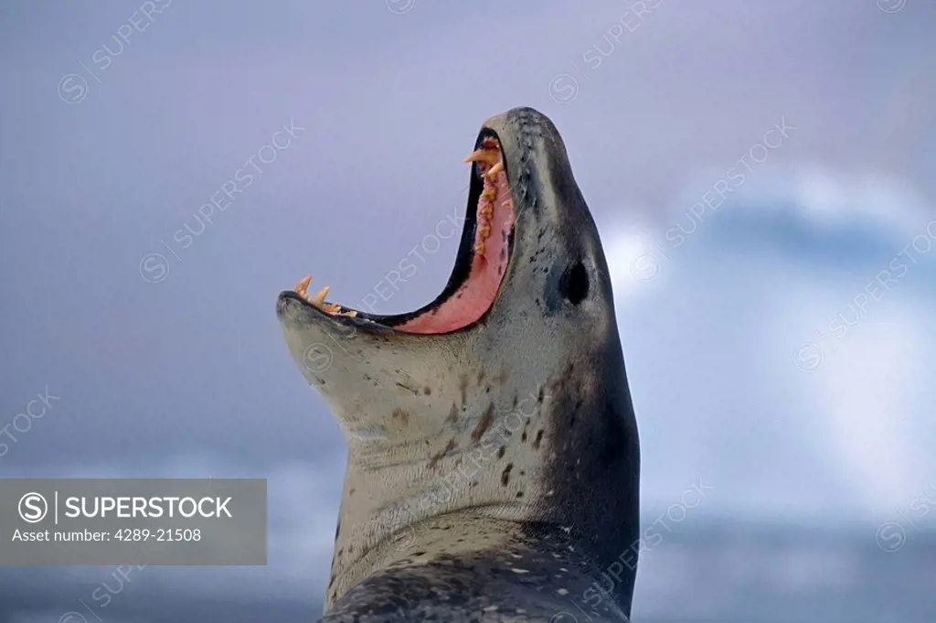 Leopard Seal laying on ice pack yawning Antarica Summer