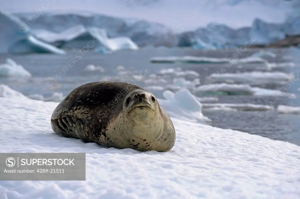 Leopard Seal laying on ice pack Antarctica Summer