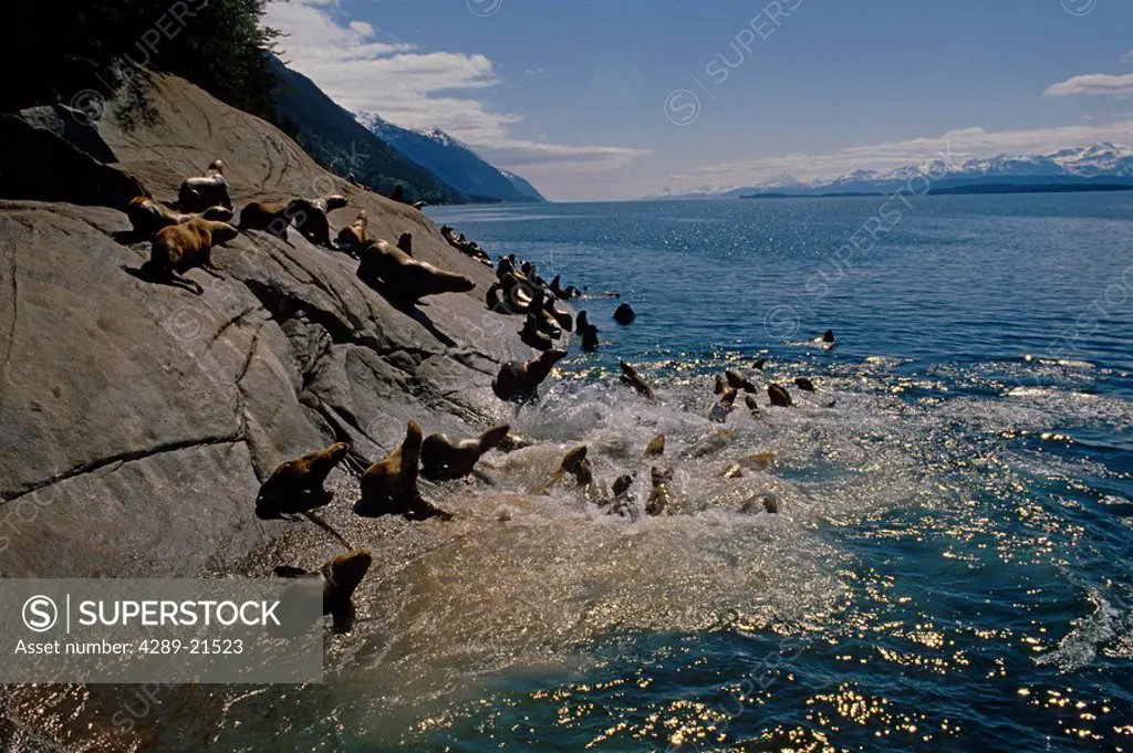 Steller sea lions swimming & sun bathing Alaska