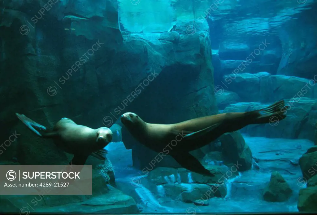 Sea Lions underwater Sea Life Center Seward KP AK summer portrait