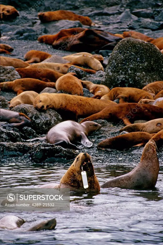 Steller Sea lion w/fishing lure hooked in mouth Frederick Sound Southeast Alaska Summer