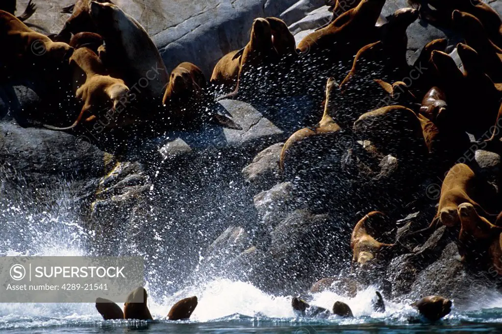 Steller Sea Lions Leap off Rocks into Ocean, Glacier Bay National Park, Southeast Alaska, Summer