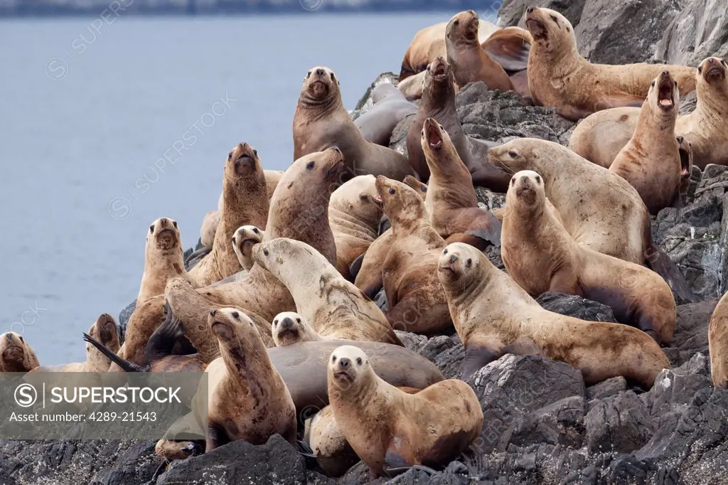 Group of Steller Sea Lions congregate on a haul out on an island in the Shelikof Strait near Geographic Harbor, Katmai National Park, Southwest Alaska...
