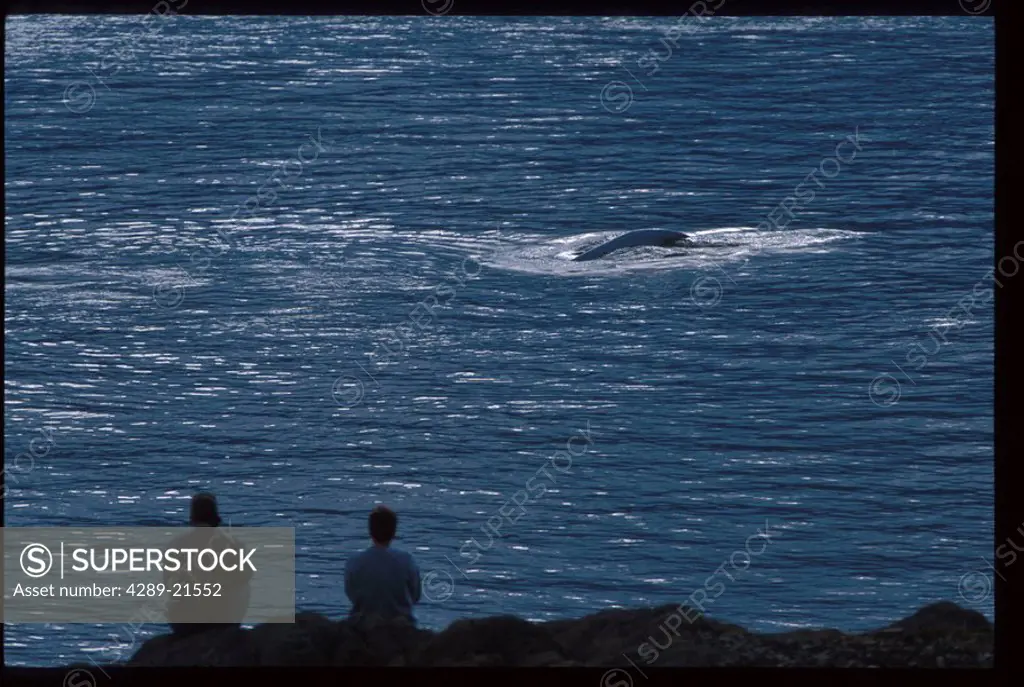 People Watching Beluga Whales in Cook Inlet SC AK Summer Scenic