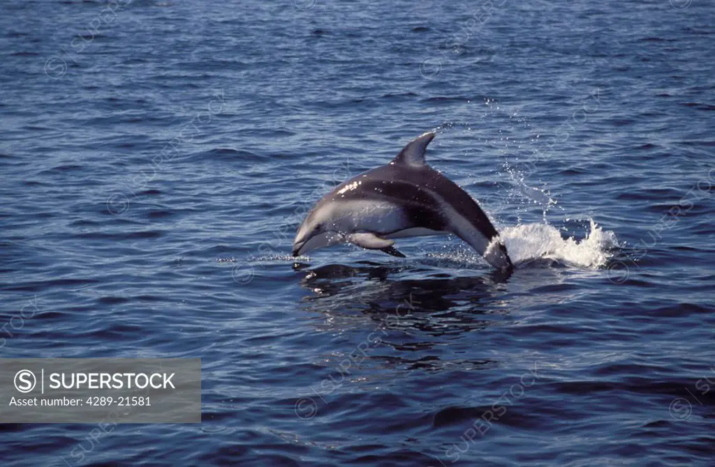 Pacific White sided Dolphin Johnston Strait Vancouver Island Canada