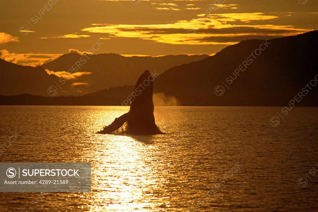 Humpback Whale breaching Frederick Sound Southeast AK sunset summer scenic