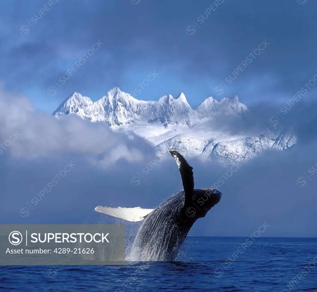 Humpback Whale Breaches in Clearing Fog SE AK Spring w/Mendenhall Towers background Composite