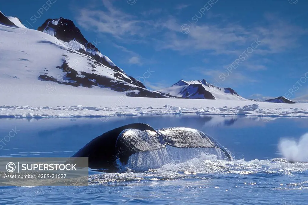 Humpback Whales Swimming Along Icy Shoreline SE AK Winter Composite