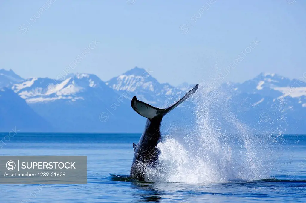 Humpback Whale mother & calf tail lobbing in Favorite Channel Juneau Alaska w/Chilkat Mountains