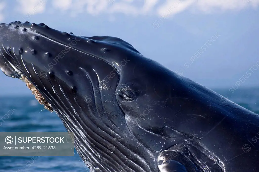 Closeup of Humpback Whale Breaching in Inside Passage w/Fairweather Range Southeast Alaska Summer