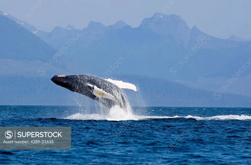 Humpback whale in Inside Passage leaping out of the water Southeast Alaska Summer