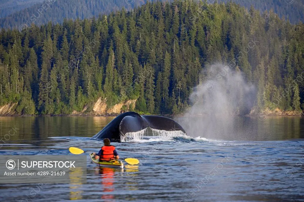 Man Sea Kayaking near swimming pod of Humpback whales Inside Passage Southeast Alaska Summer Composite