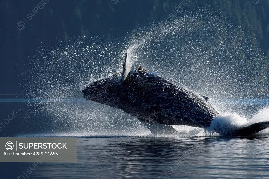 Humpback Whale breaching in the waters of the Inside Passage, Southeast Alaska, Summer