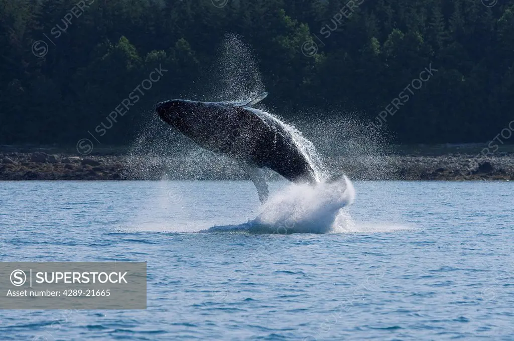 A humpback whale calf breaches, Dundas Bay, Glacier Bay National Park, Inside Passage, Alaska.