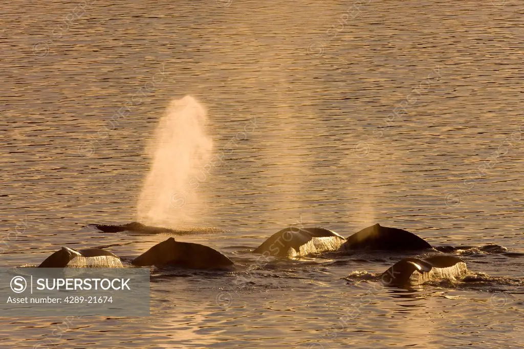 A pod of Humpack whales feeding near Benjamin Island in Lynn Canal, Southeast Alaska, Winter, COMPOSITE