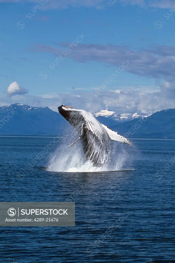 Humpback Whale Breaching Frederick Sound SE AK