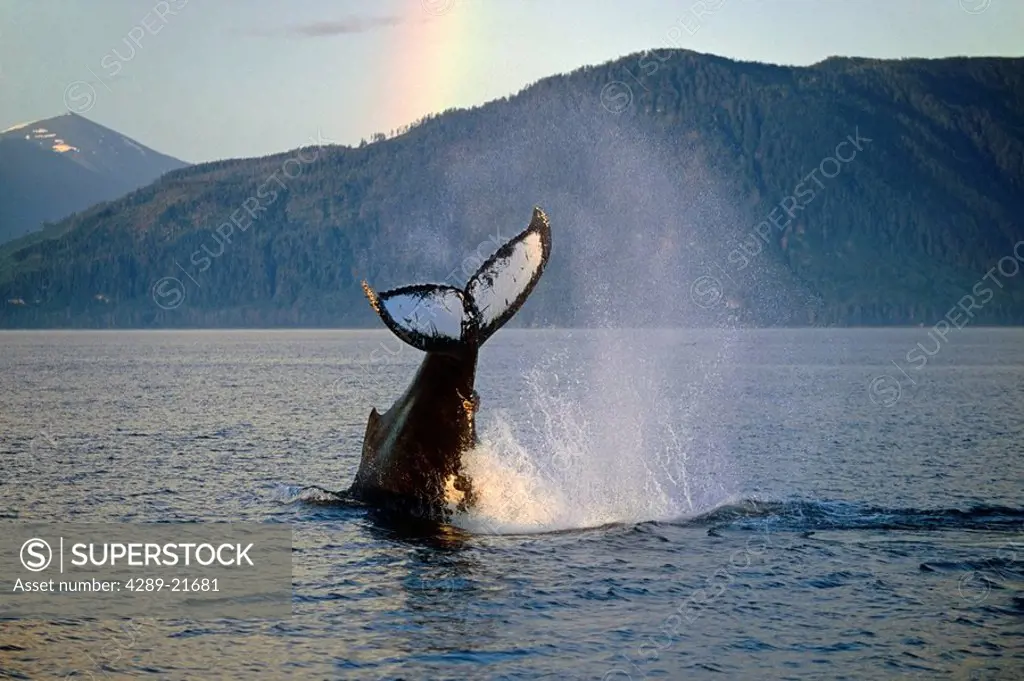 Humpback Whale Tail Sunset Frederick Sound Southeast Alaska Summer