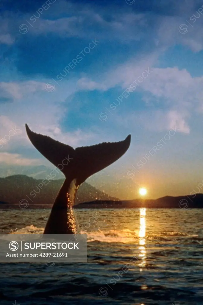 Digital composite of a Humpback Whale raising it´s tail out of the water at sunset. Off the coast of Juneau in Southeast Alaska.