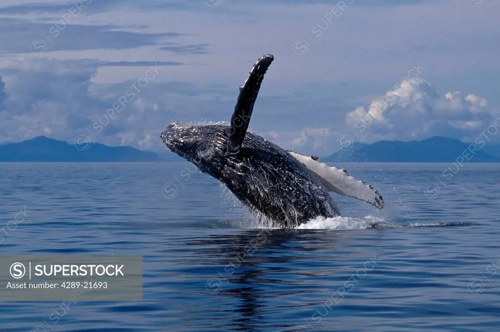 Humpback Whale Breaching Southeast Alaska