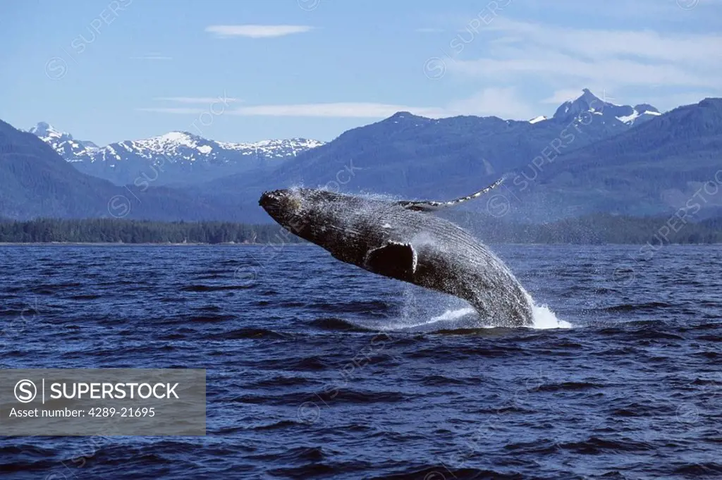 Humpback whale breaching in Frederick Sound Southeast Alaska Summer Inside Passage