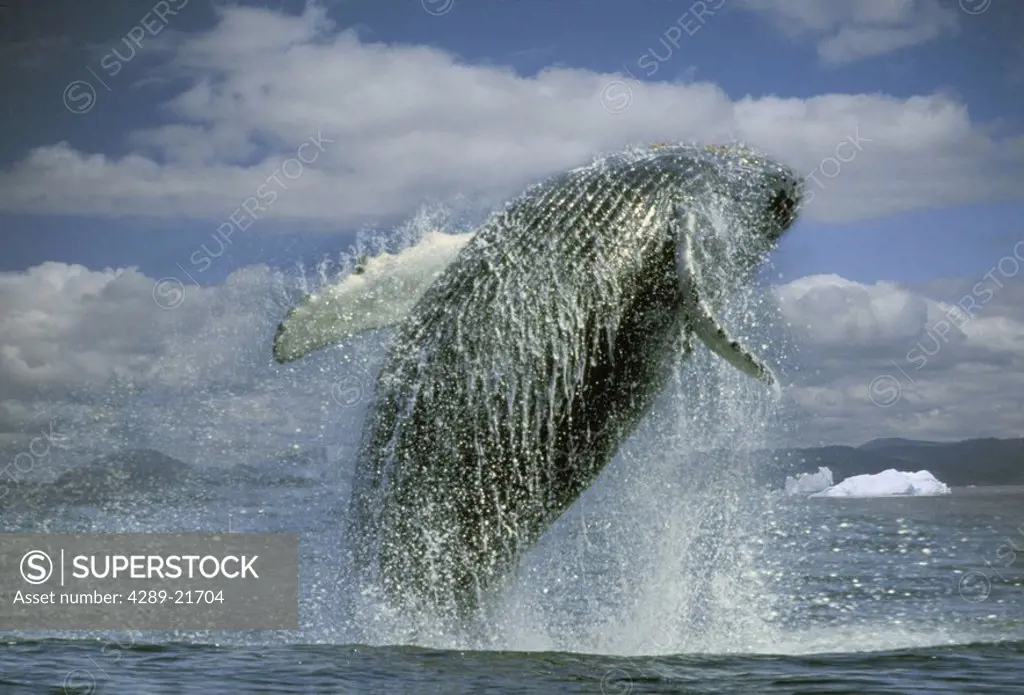 Humpback Whale Breaching Digital Composite AK