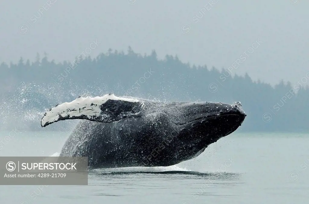 Humpback whale breaching near Juneau during Summer in Southeast Alaska