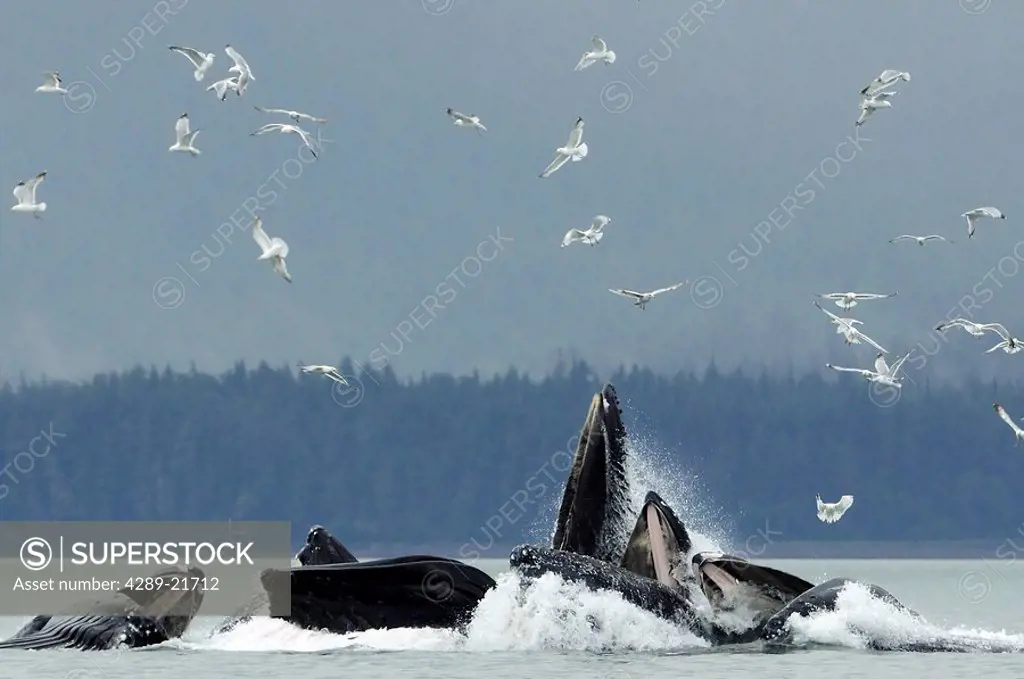 Humpback whale bubble net feeding for herring near Juneau with gulls overhead during Summer in Southeast Alaska