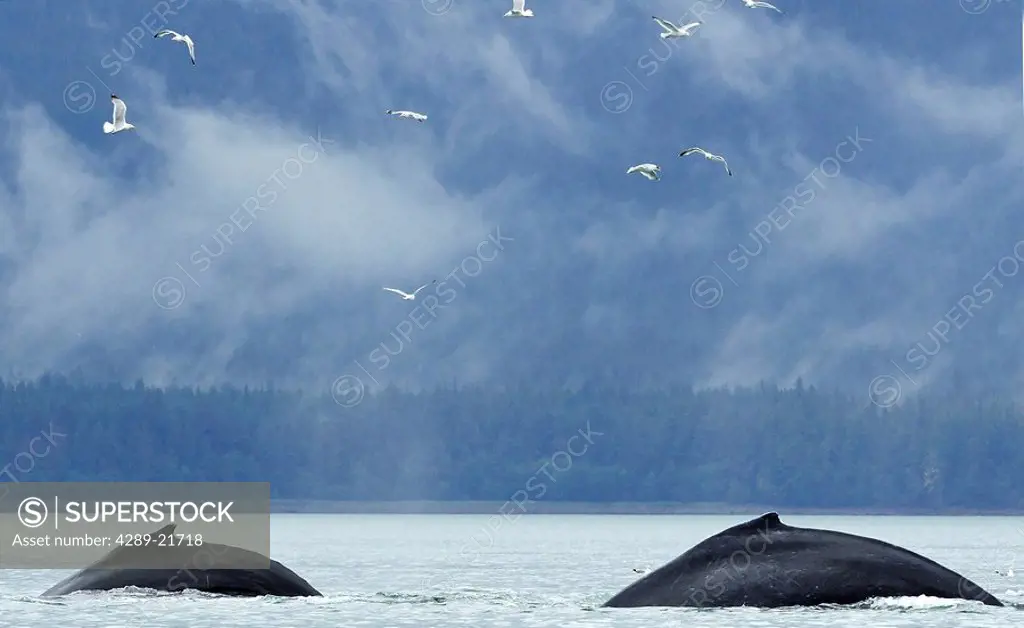 Two humpback whales surface near Juneau, Southeast Alaska, Summer