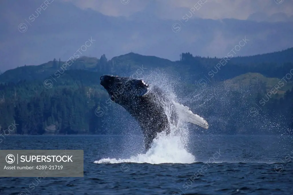 Humpback Whale breaching in Kodiak Archipelago Southwest Alaska Summer