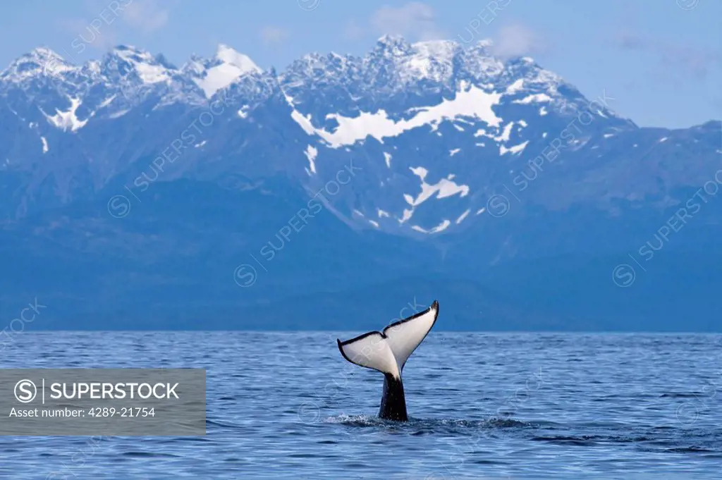 Orca surfaces and dives with fluke visible in Lynn Canal with Lions Head Mountain in the background, Alaska