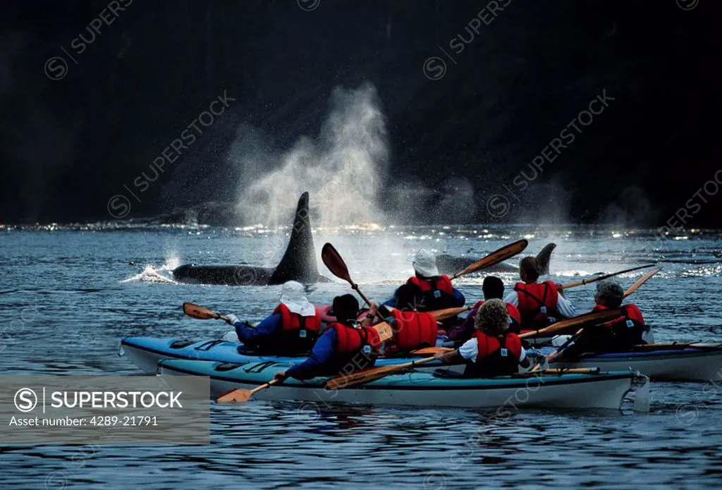 Kayakers Watching Orca Whale Surfacing Digital Composite