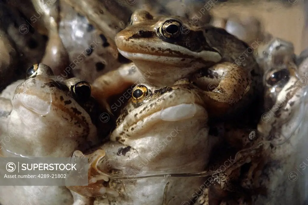 Close up of Wood frogs piled together spring Palmer Alaska