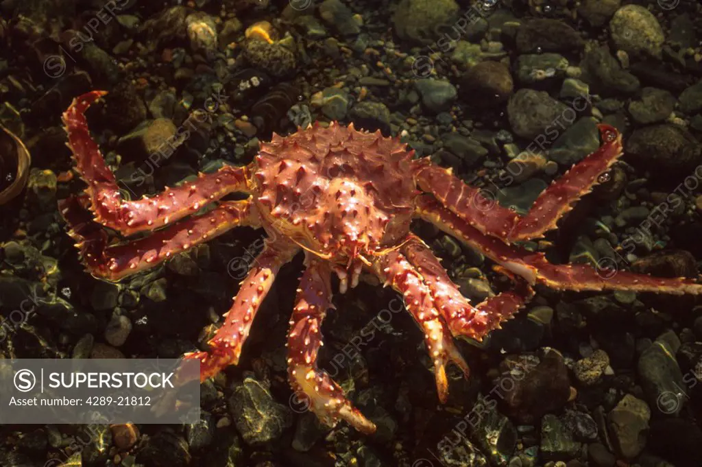 Alaska King Crab underwater Southeast AK summer portrait