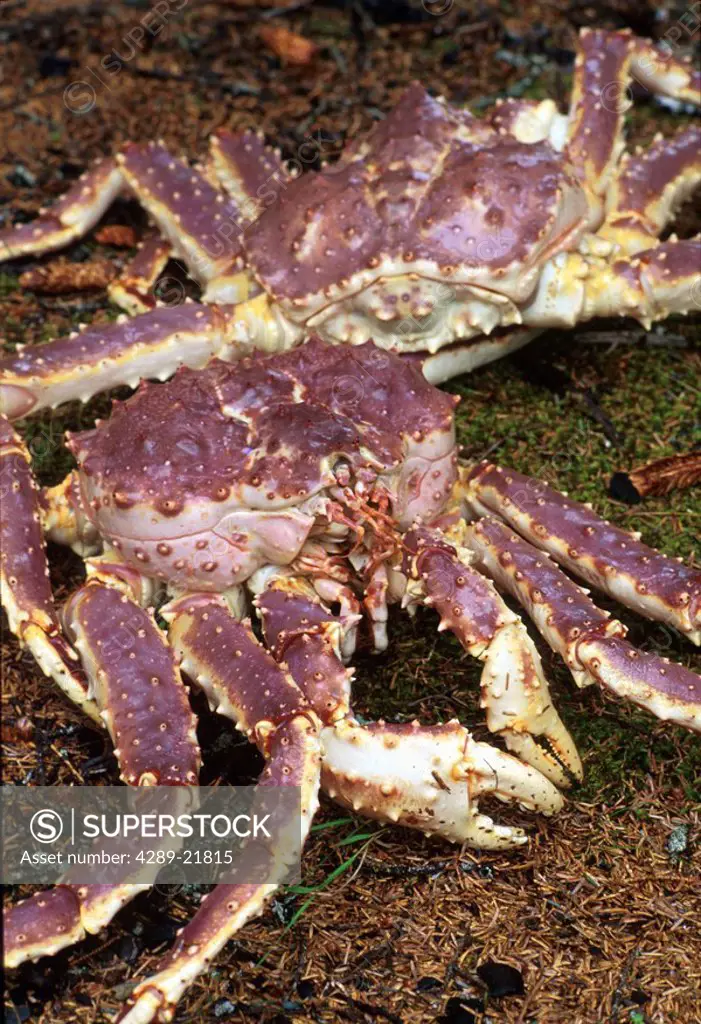 King crabs on ground Kodiak Island Southwest AK summer close_up