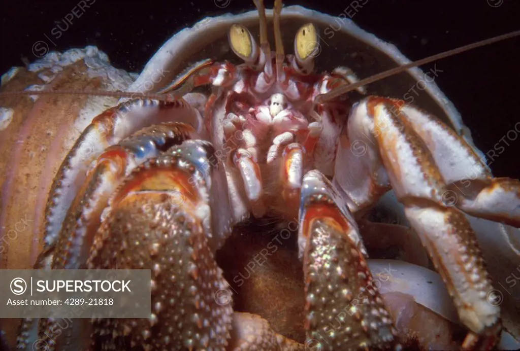 Hermit Crab underwater portrait Sitka Southeast AK
