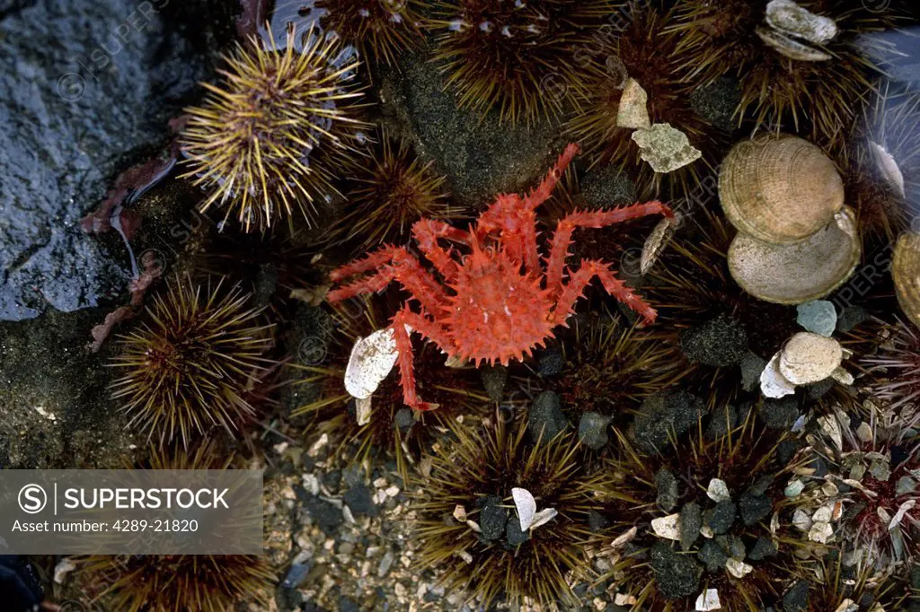 View of a king crab in underwater tidepools, Southcentral Alaska