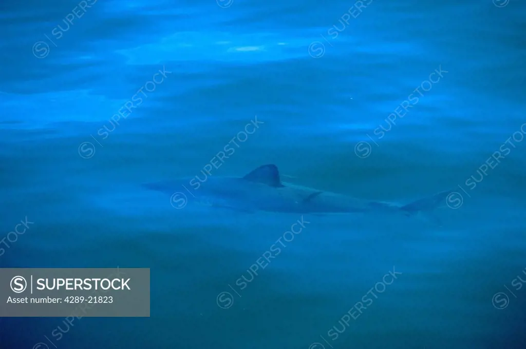 Salmon Shark Swims Just Below Surface PWS SC AK Summer