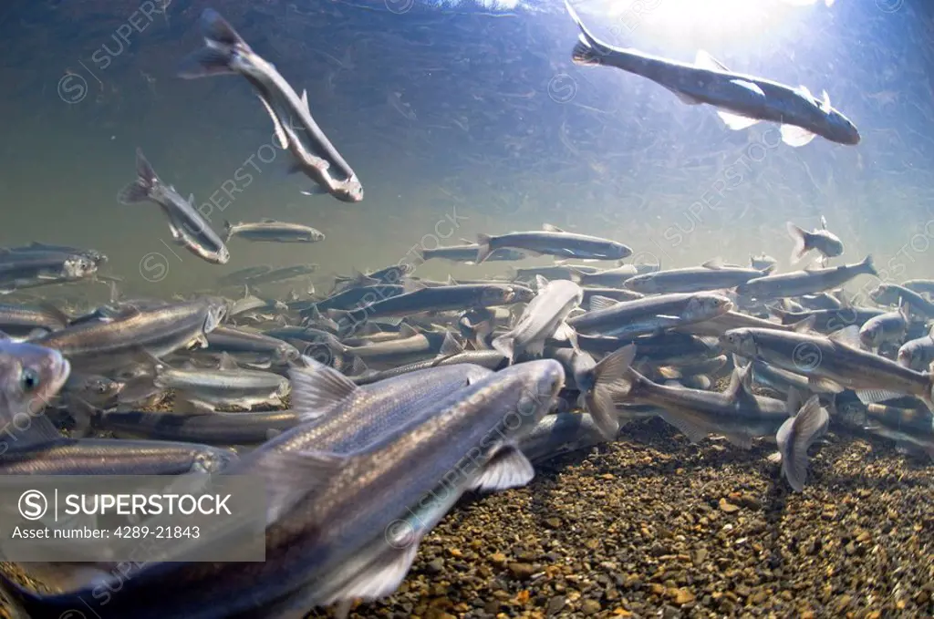 Underwater view of a Hooligan spawning run in Alaganik Slough, Copper River, Alaska