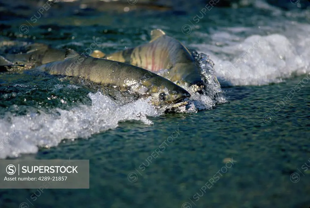 Chum or Dog Salmon Southeast Alaska