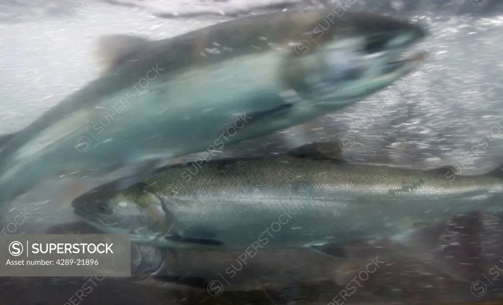 Silver Salmon Underwater @ Macaulay Salmon Hatchery AK SE Summer Blurred