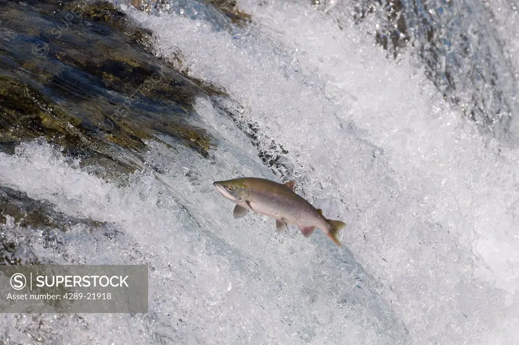 Sockeye salmon jumps Brooks Falls, Katmai National Park, Southwest Alaska, Summer
