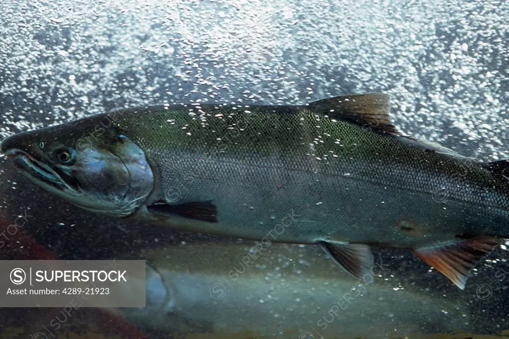 Closeup of Coho or Silver Salmon Underwater @ DIPAC Hatchery , Juneau Alaska