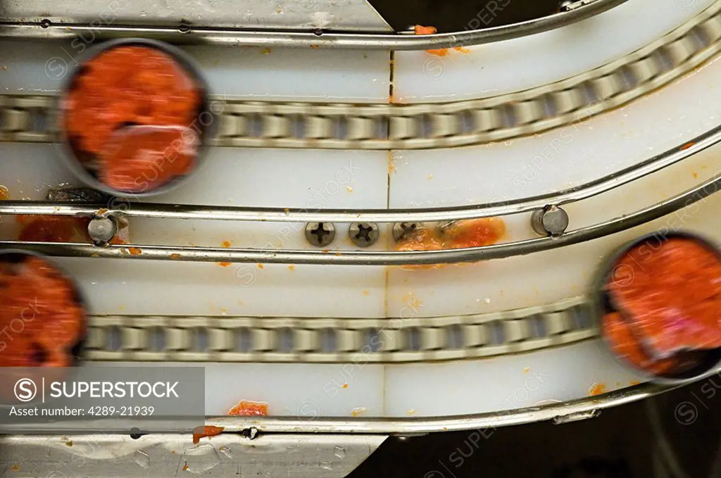 Canned sockeye salmon moves along a conveyor belt on a canning line, Naknek, Alaska/n